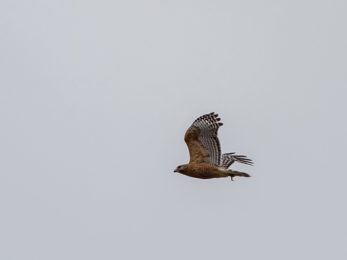 Red-shouldered Hawk - ML522233671