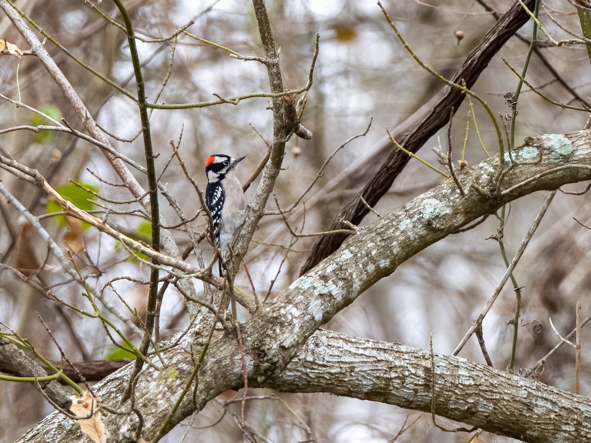 Downy Woodpecker - ML522233971