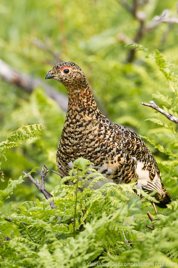 Willow Ptarmigan - Dorian Anderson