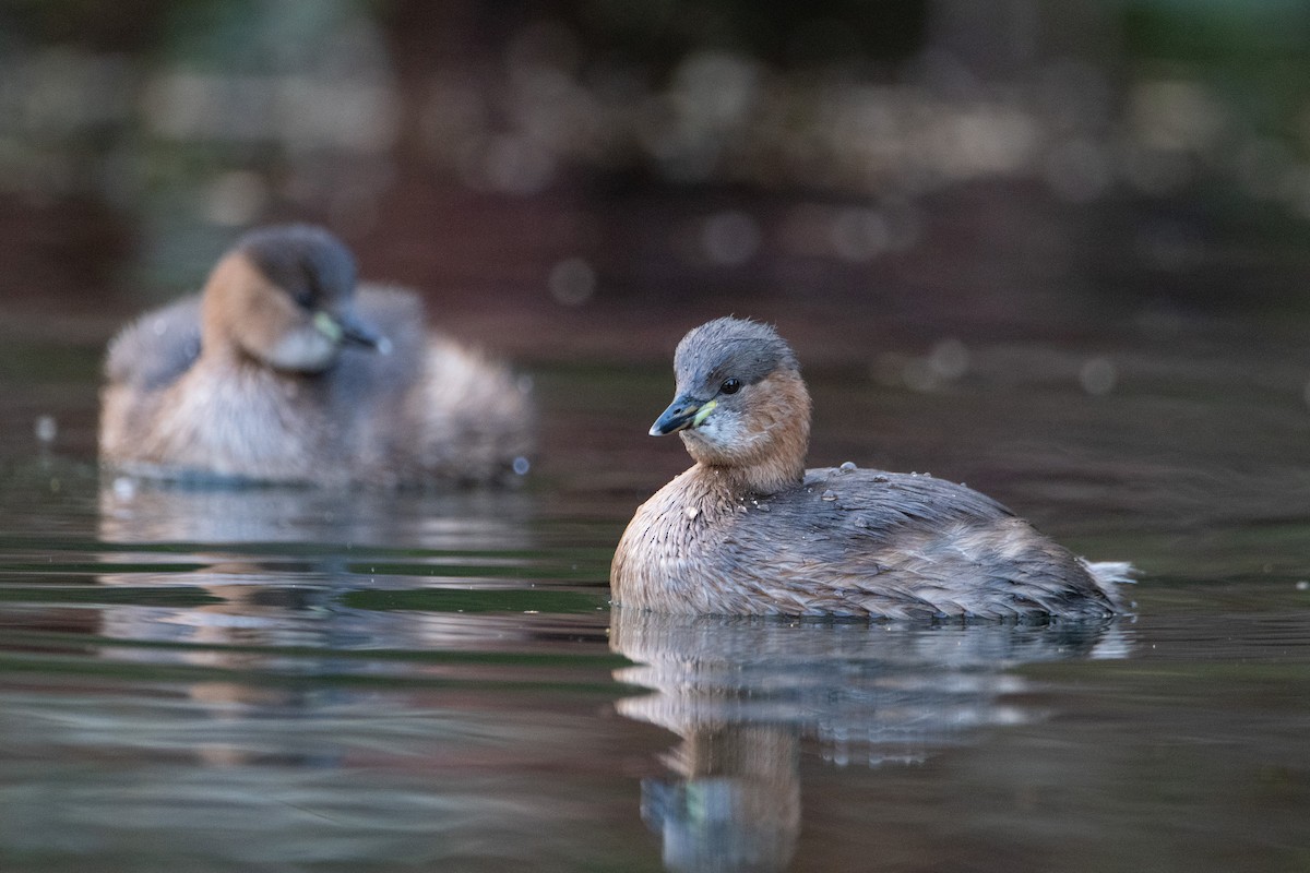 Little Grebe - Neil Loverock