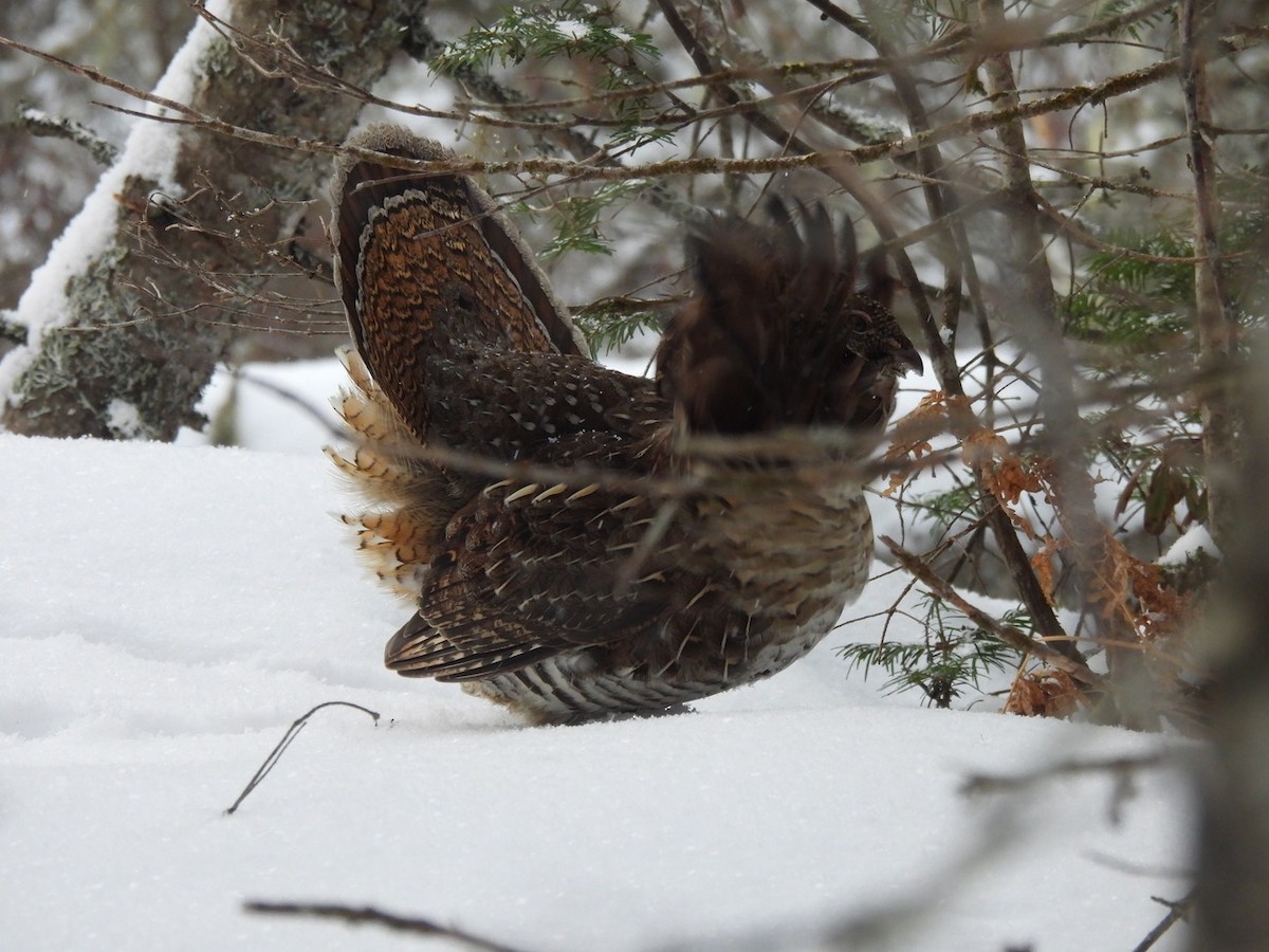 Ruffed Grouse - ML522237801