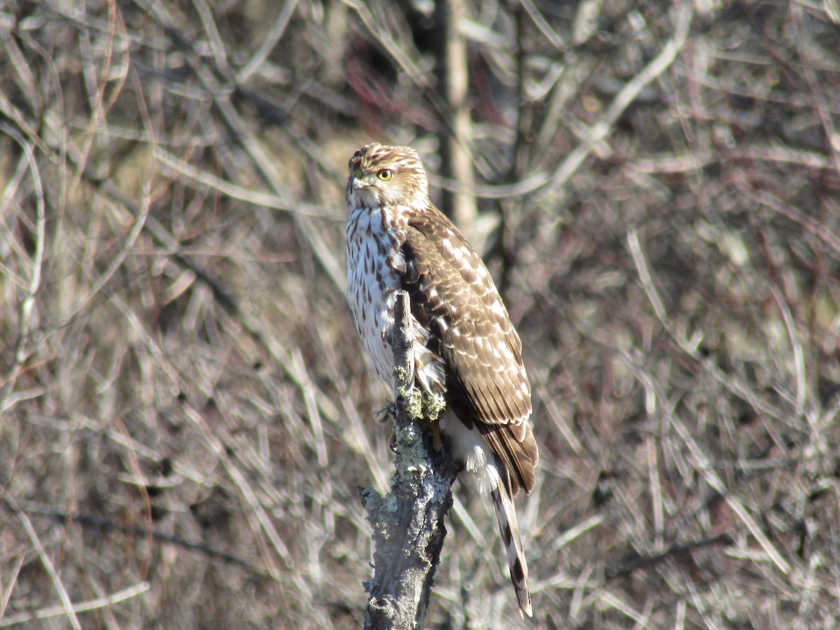 Cooper's Hawk - ML522238121