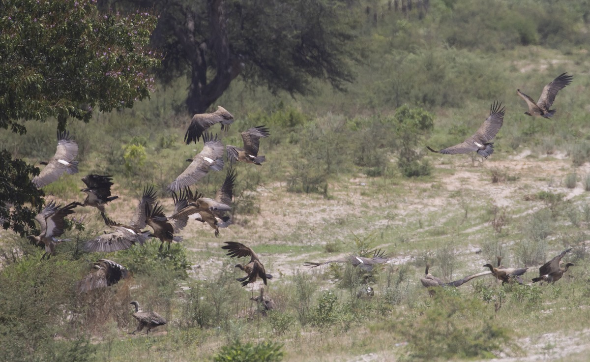 White-backed Vulture - ML522240141