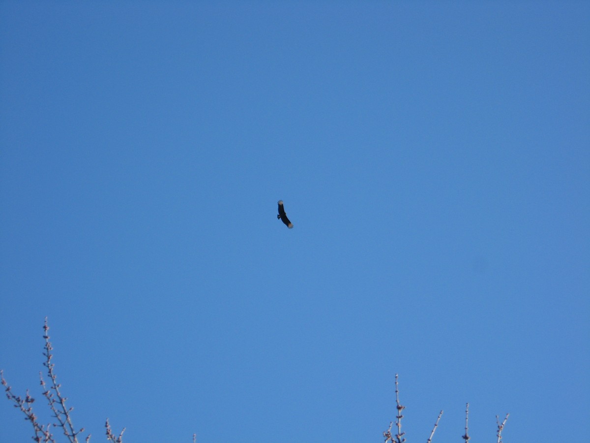 Black Vulture - ML522240461