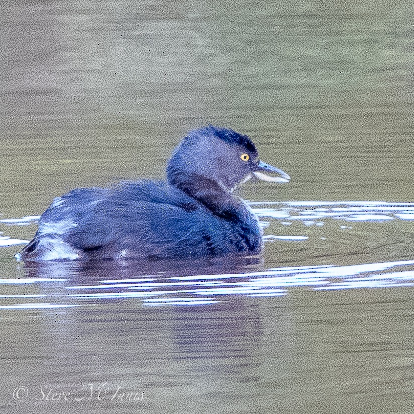 Least Grebe - Steve McInnis