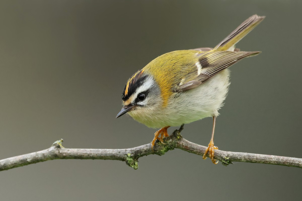 Common Firecrest - ML522243021