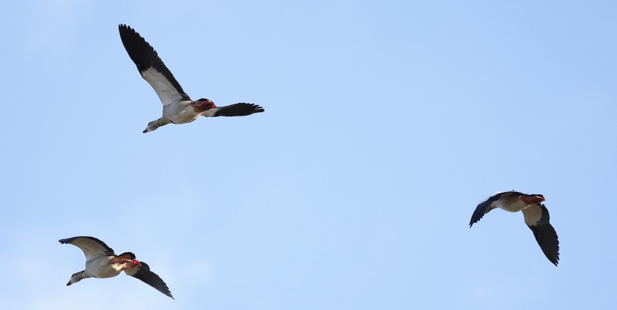 Egyptian Goose - ML522244191