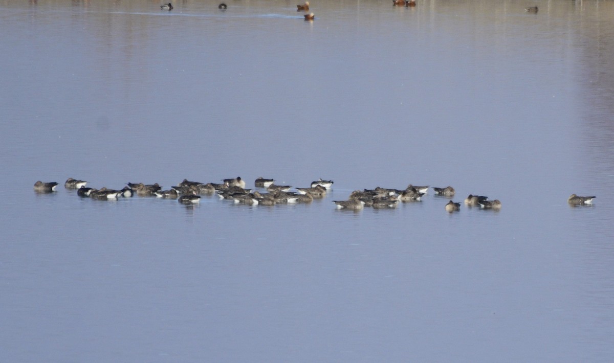 Barnacle Goose - ML522244901