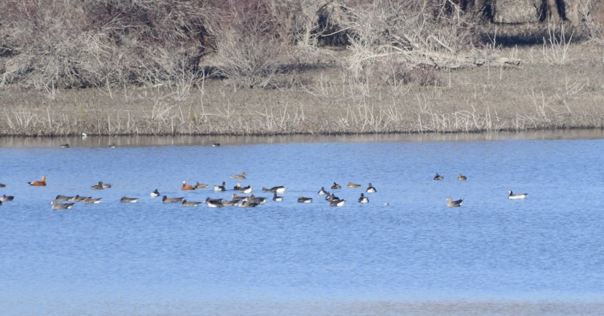 Barnacle Goose - ML522244911