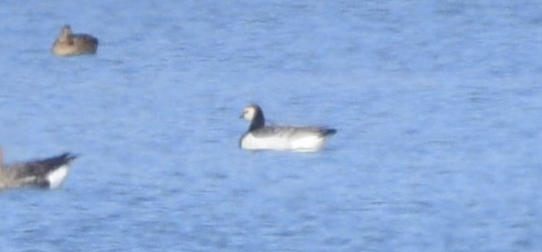 Barnacle Goose - ML522244921