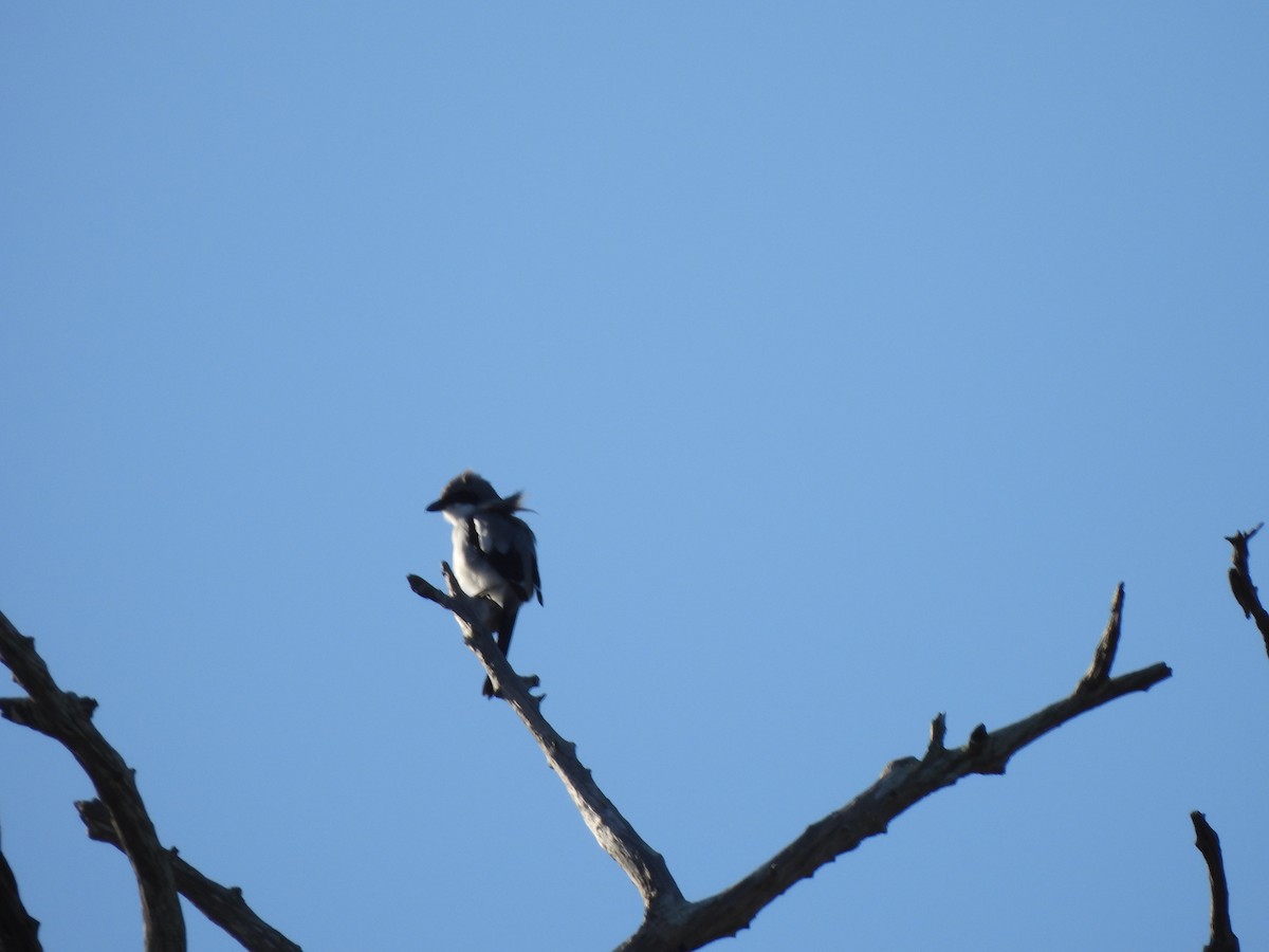 Loggerhead Shrike - ML522245351