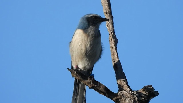 Florida Scrub-Jay - ML522245551