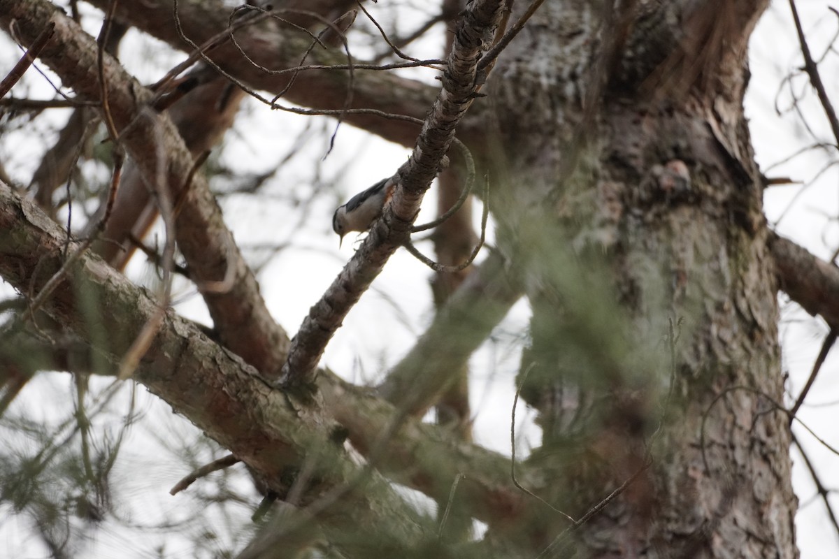 White-breasted Nuthatch - ML522247621