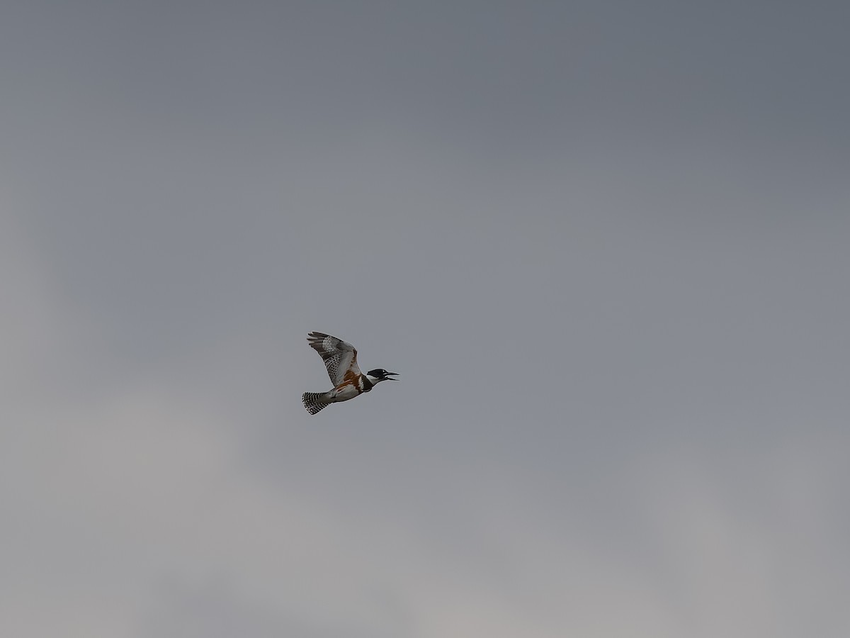 Belted Kingfisher - ML522248671