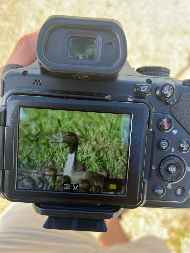 Northern Pintail - ML522251251