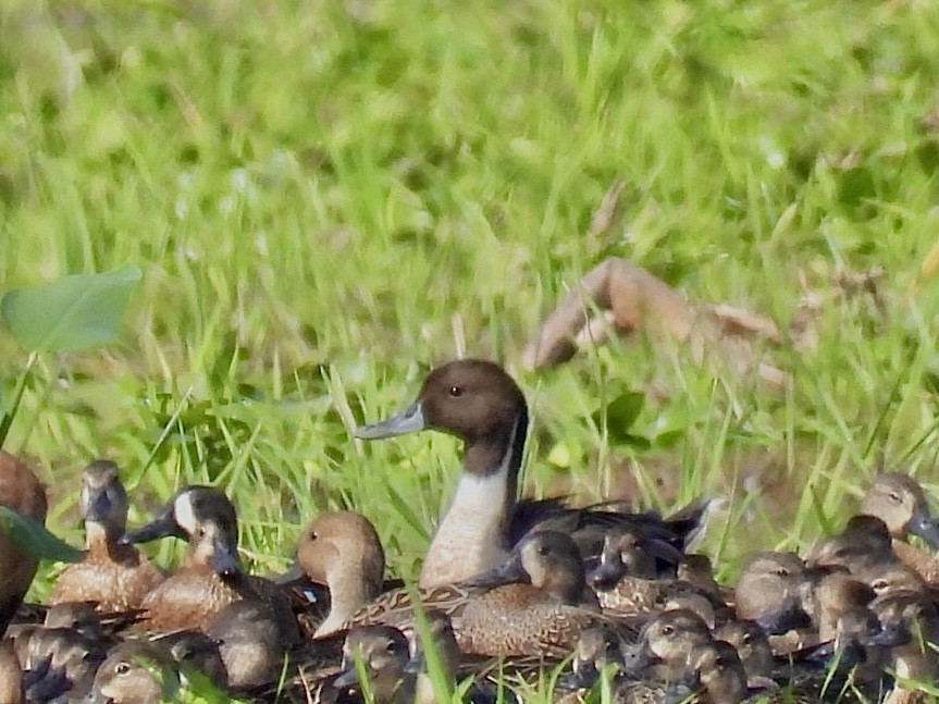 Northern Pintail - ML522251261