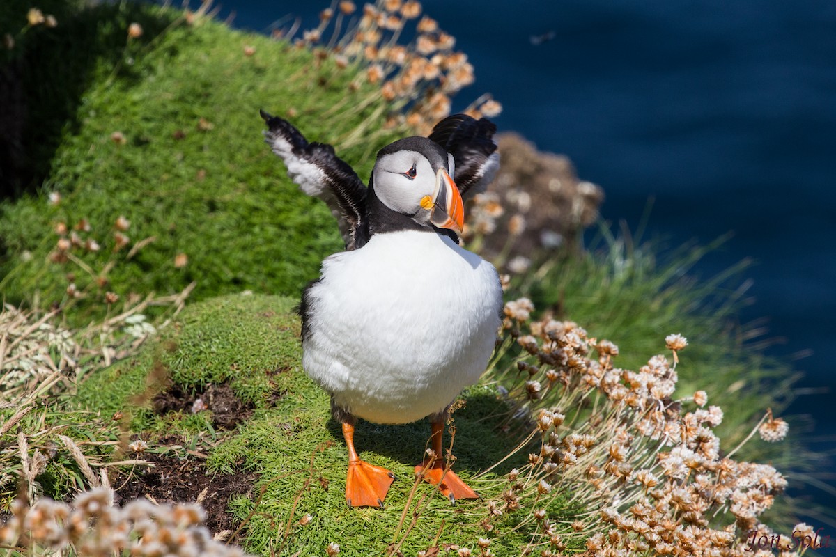 Atlantic Puffin - ML522251551