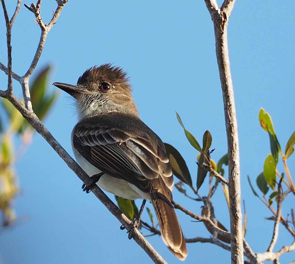 Puerto Rican Flycatcher - ML52225191