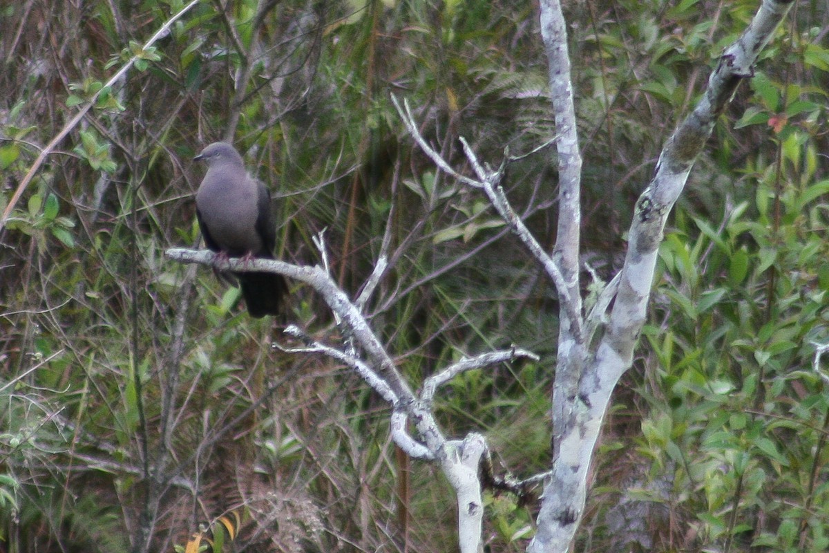 Pigeon plombé - ML522253501