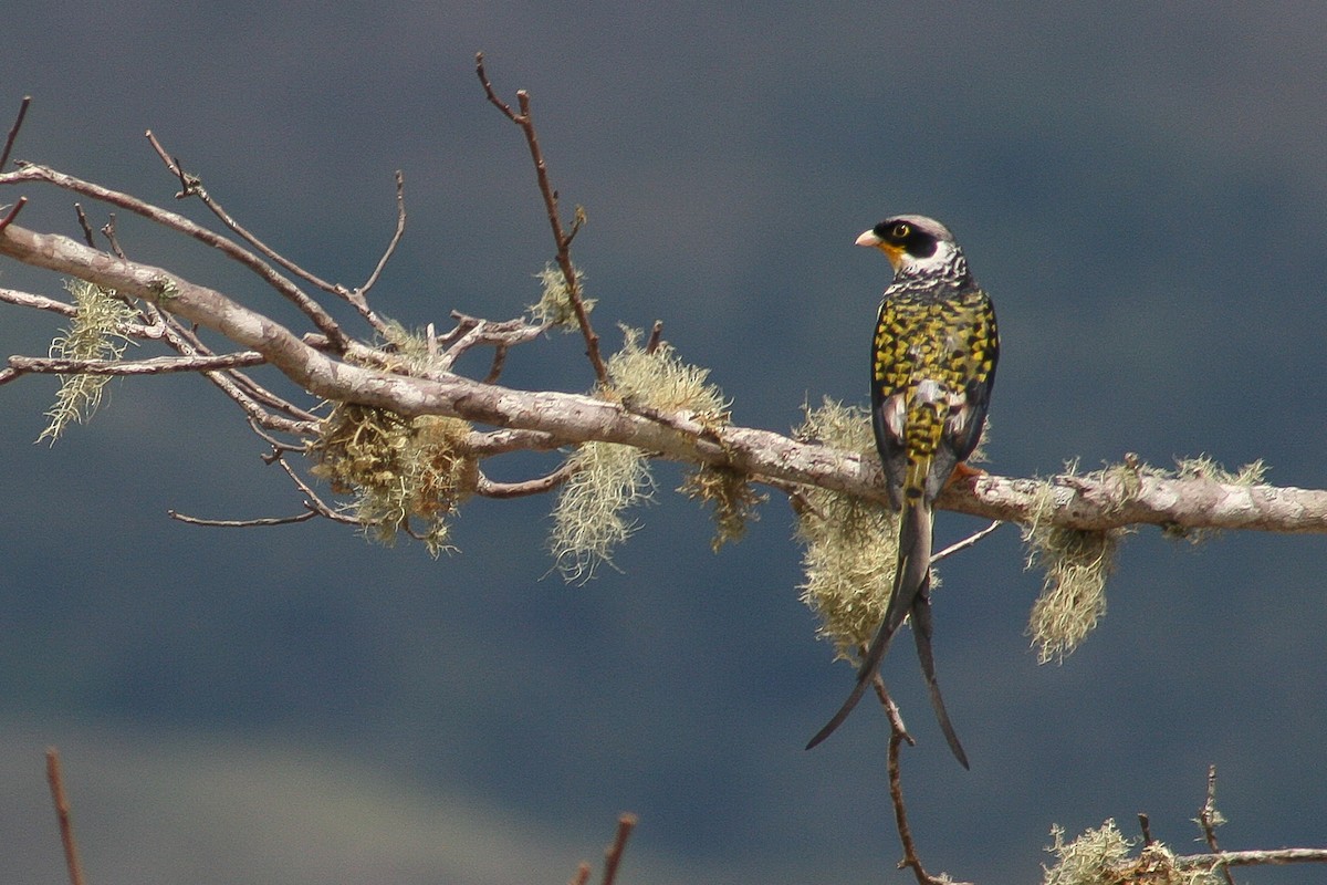 Swallow-tailed Cotinga (Palkachupa) - ML522253741