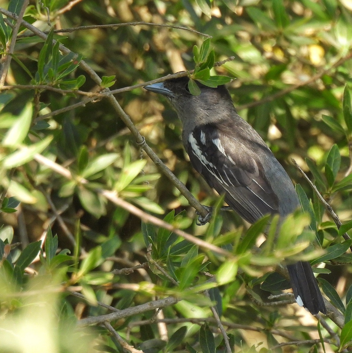 Bécarde à ailes blanches - ML522254221