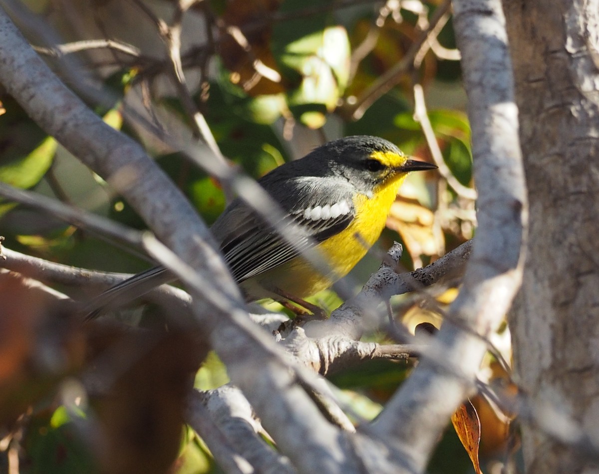 Adelaide's Warbler - ML52225451