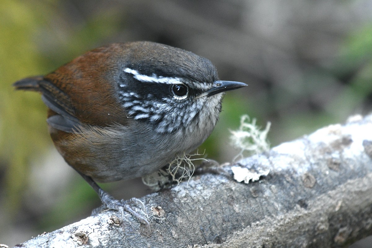 Hermit Wood-Wren - Will Brooks