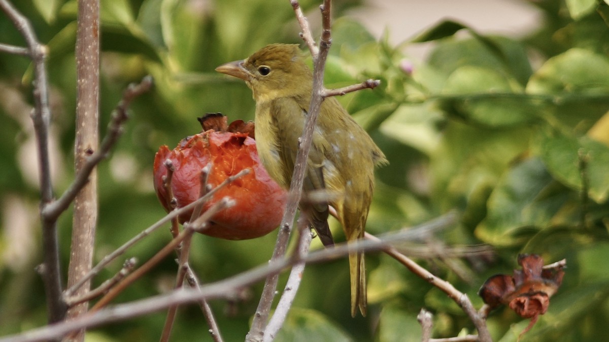 Summer Tanager - Steve Lindley