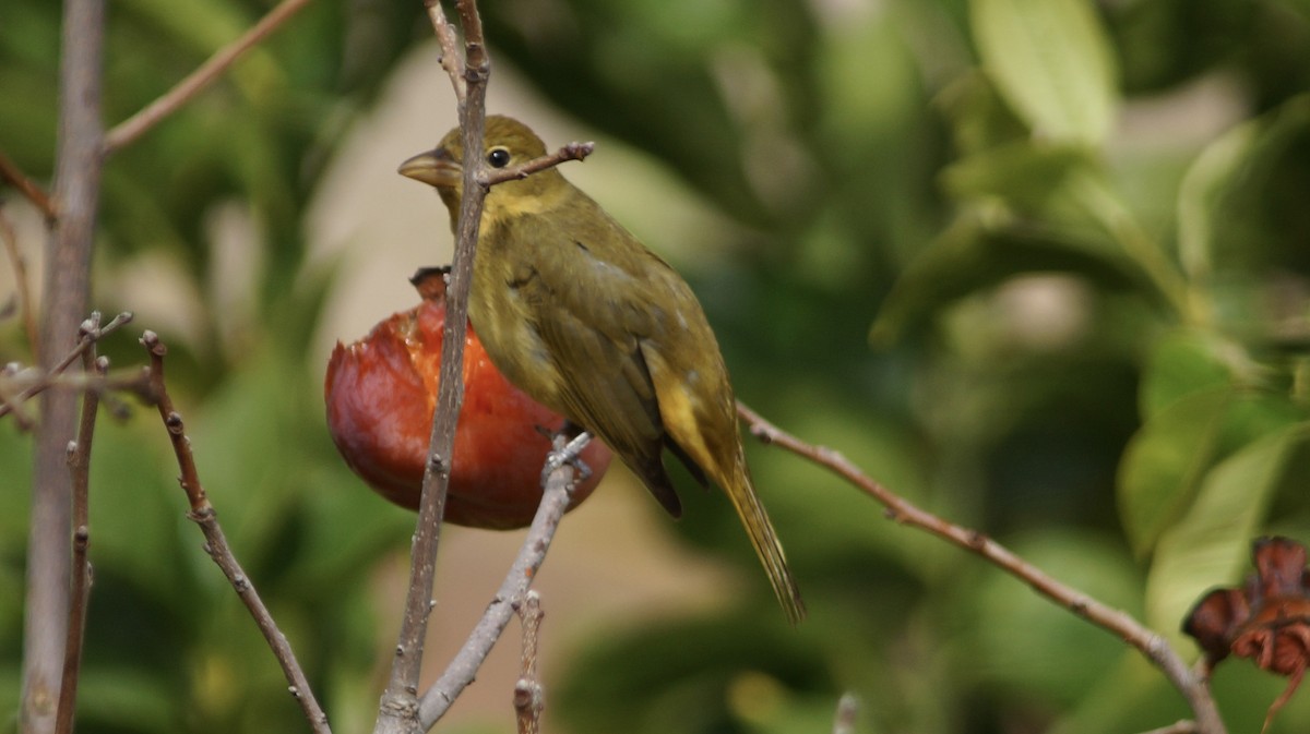 Summer Tanager - Steve Lindley