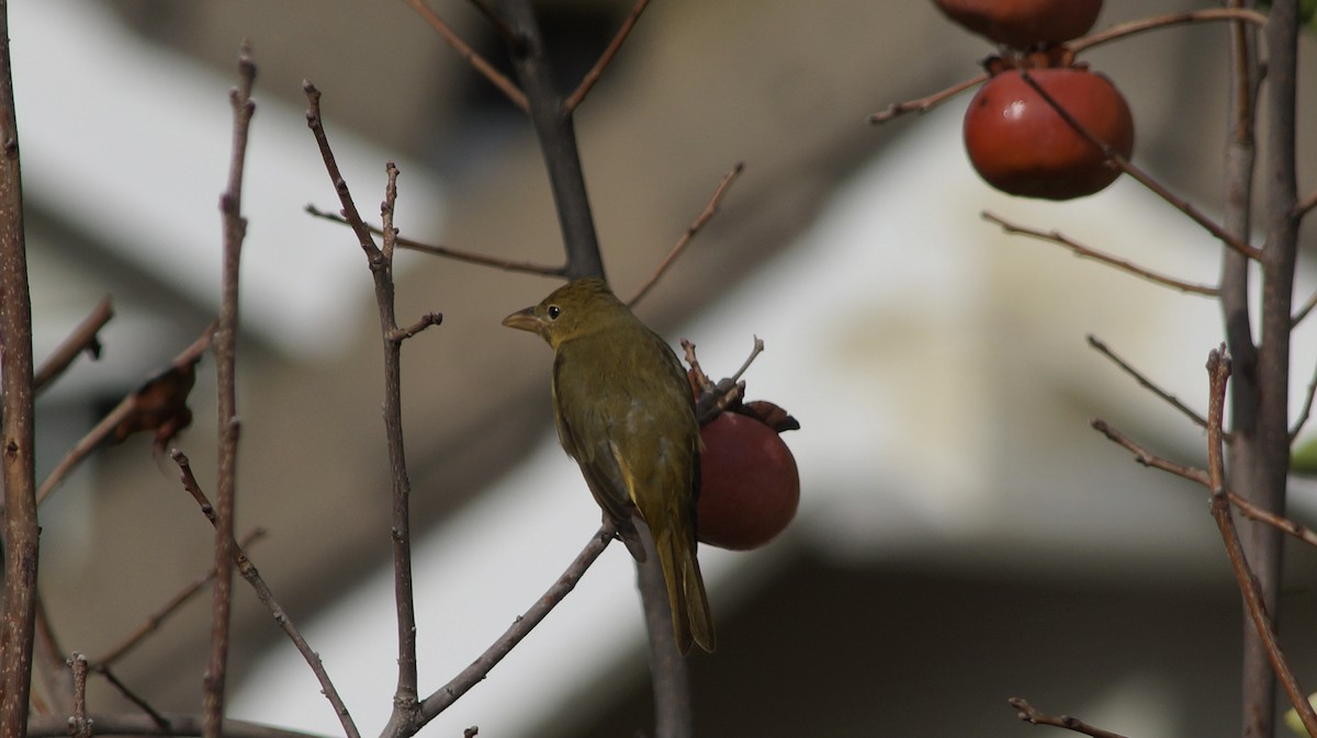 Summer Tanager - ML522255321