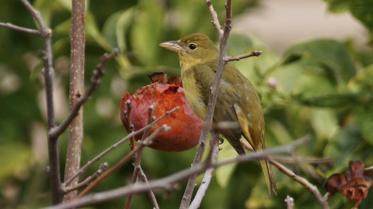 Summer Tanager - ML522255331