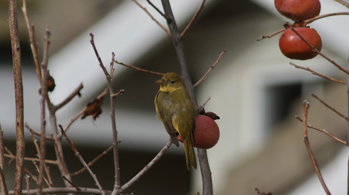 Summer Tanager - ML522255341