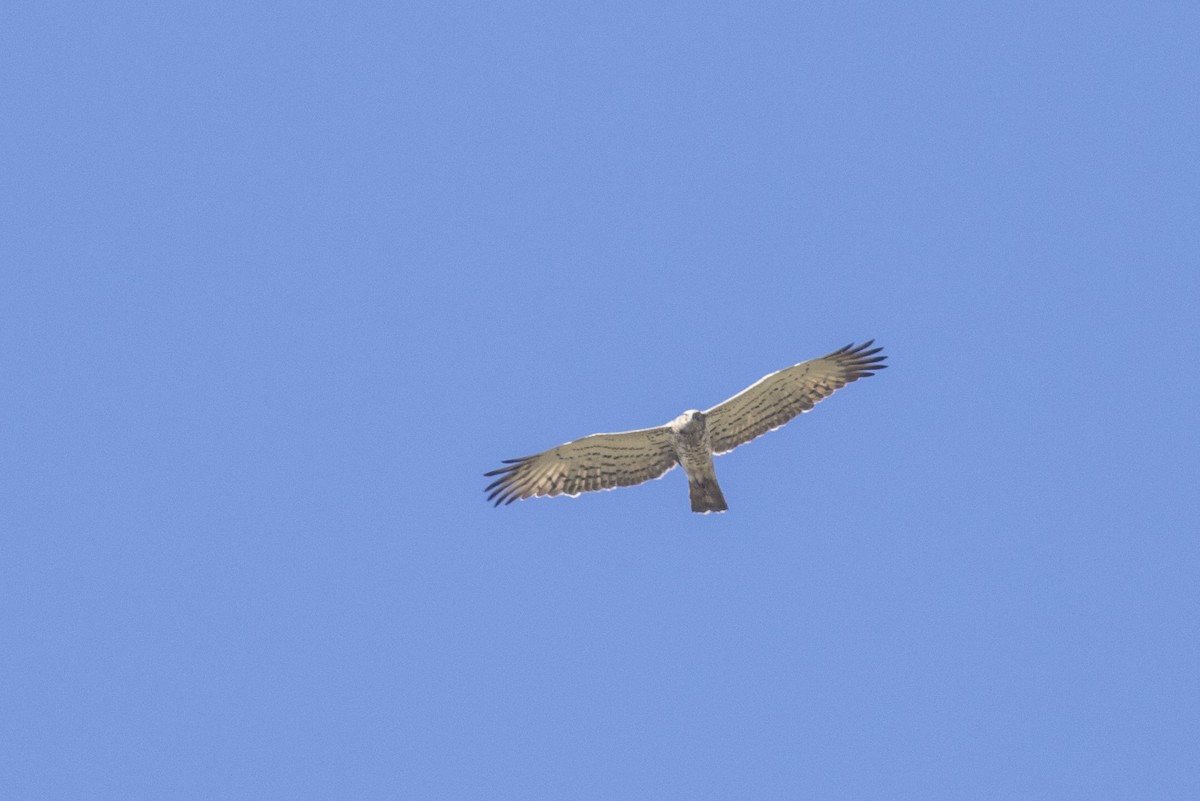 Short-toed Snake-Eagle - ML522256161