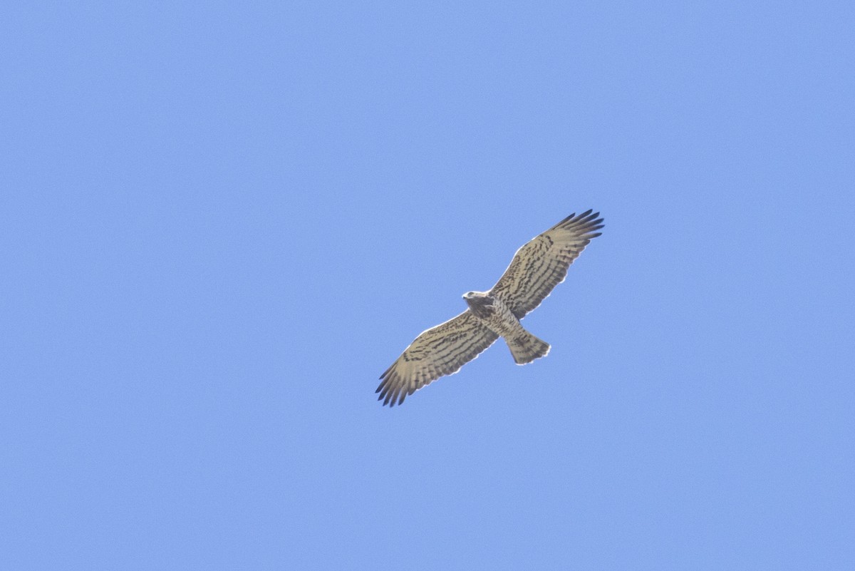 Short-toed Snake-Eagle - ML522256211