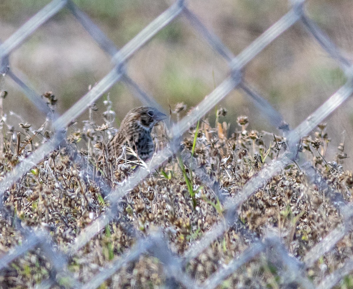 Vesper Sparrow - ML522256321