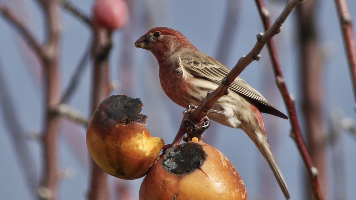 House Finch - ML522257081