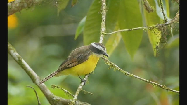 Rusty-margined Flycatcher - ML522257211