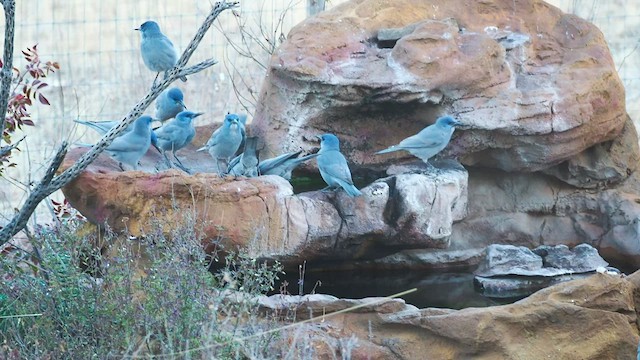 Pinyon Jay - ML522257561