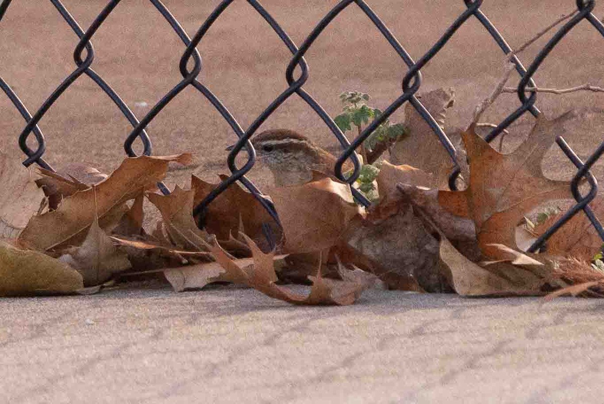 Carolina Wren - ML522258321