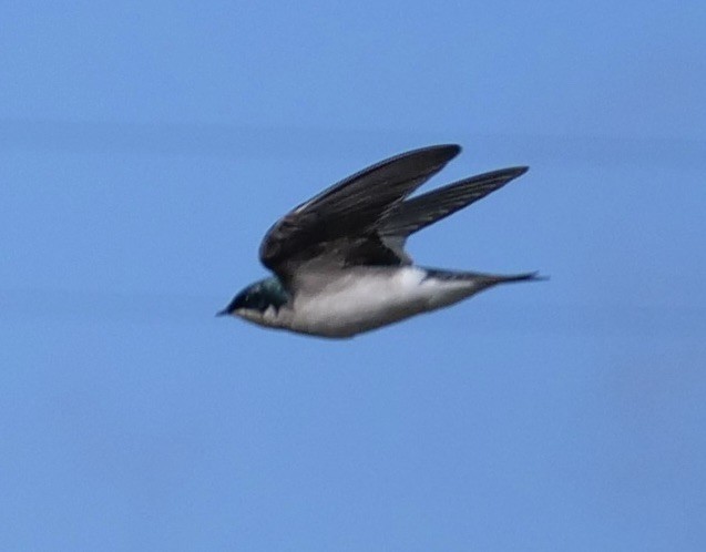 Golondrina Bicolor - ML522262701