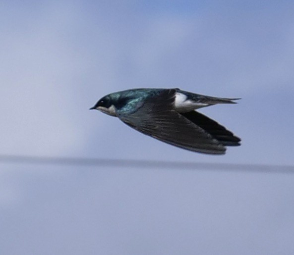 Tree Swallow - Lee & Mary Ann Evans