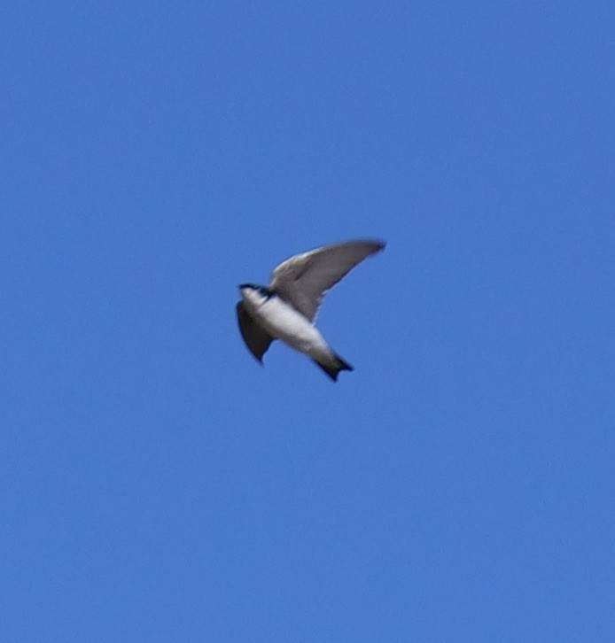 Tree Swallow - Lee & Mary Ann Evans