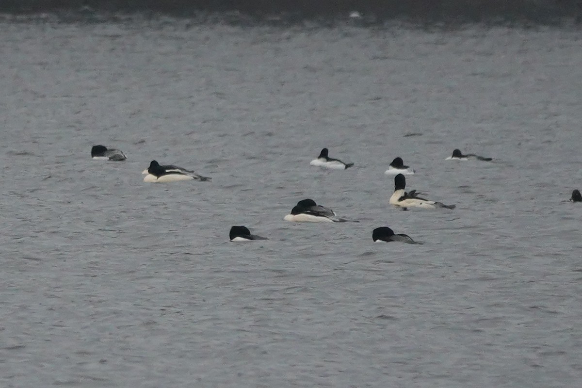 Common Merganser - ML522263031