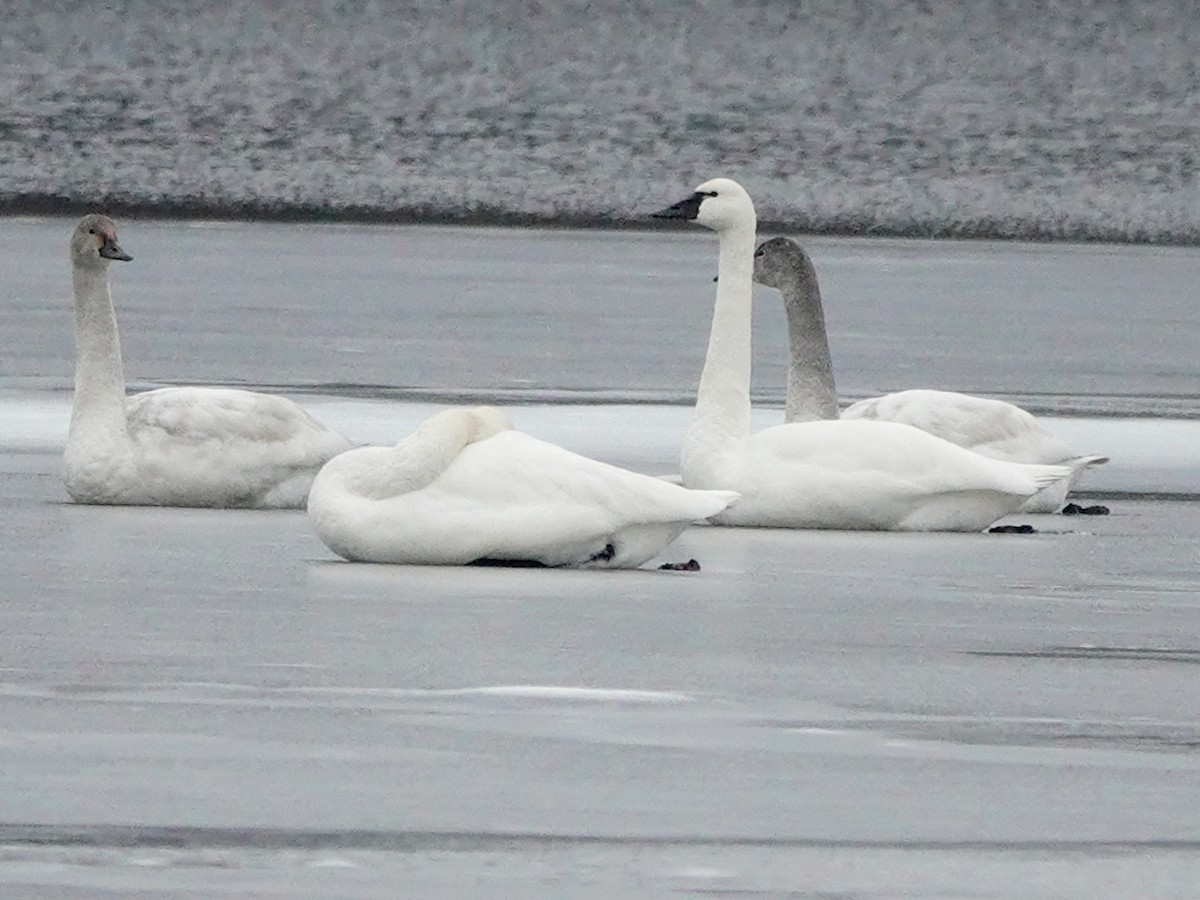 Tundra Swan - ML522263091