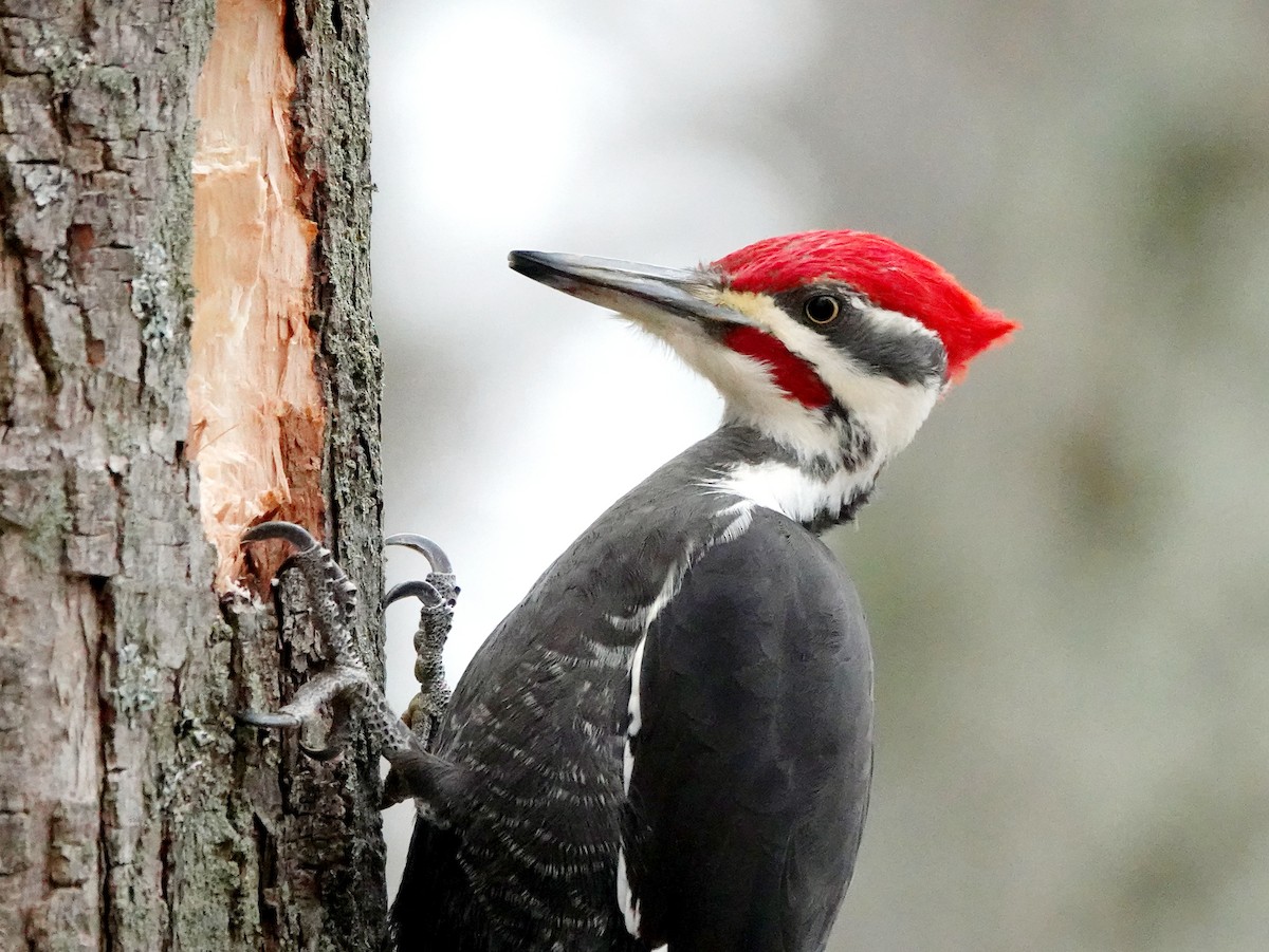 Pileated Woodpecker - ML522263311