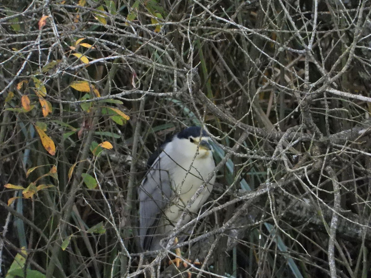 Black-crowned Night Heron - ML522263721