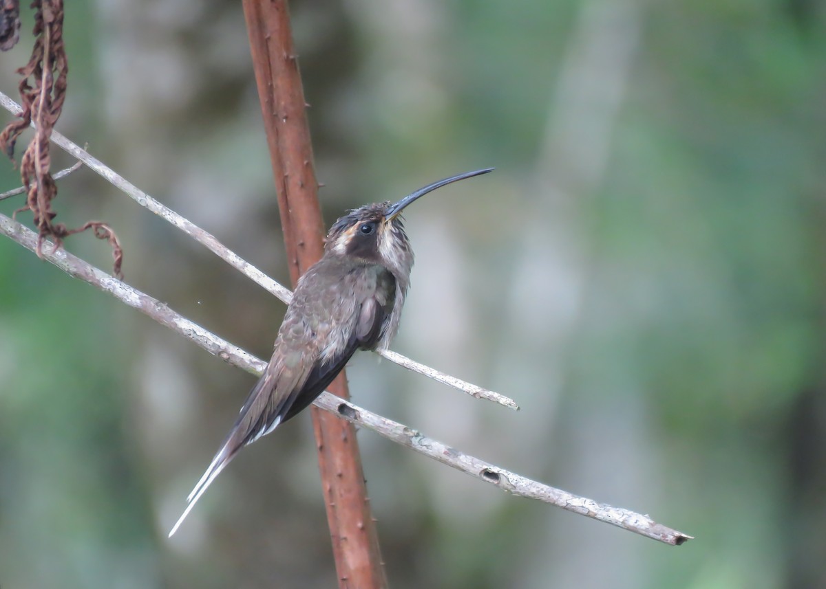 Scale-throated Hermit - ML522264311