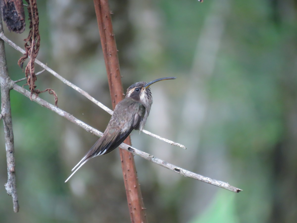 Scale-throated Hermit - ML522264321