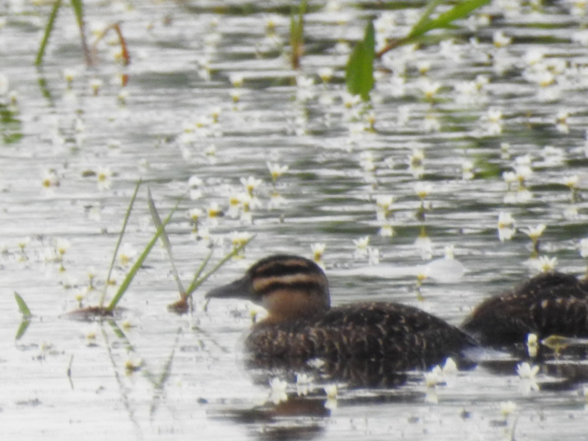 Masked Duck - ML522264401