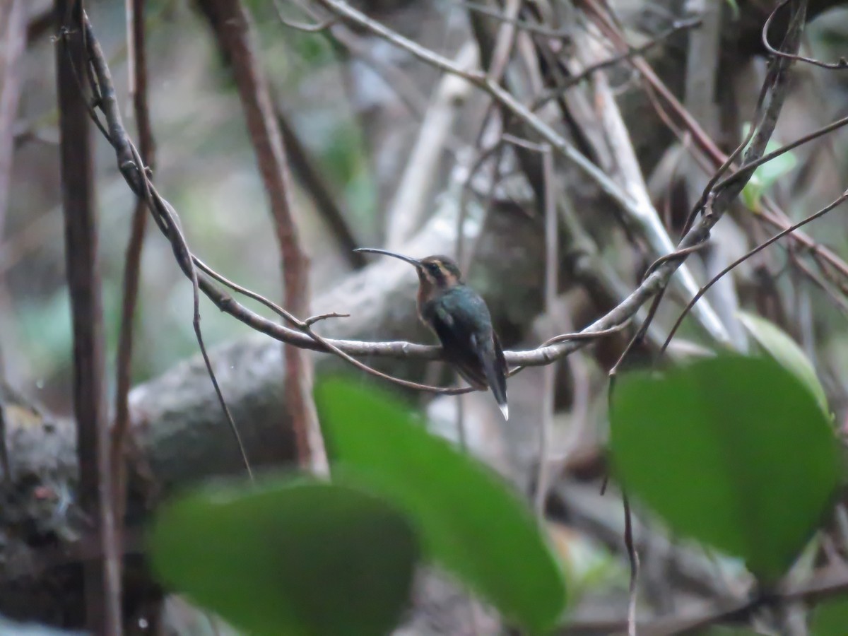 kolibřík hnědohrdlý - ML522264551